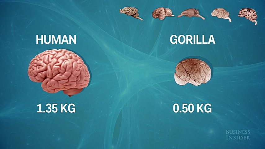 Perbandingan Ukurang Otak Manusia Dengan Mamalia Lainnya