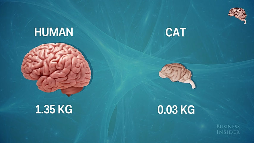 Perbandingan Ukurang Otak Manusia Dengan Mamalia Lainnya