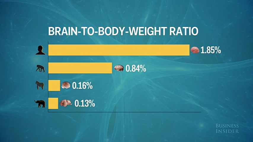 Perbandingan Ukurang Otak Manusia Dengan Mamalia Lainnya