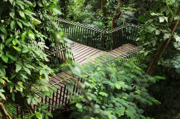 Menikmati Alam dan Kicauan Burung di Forest Walk