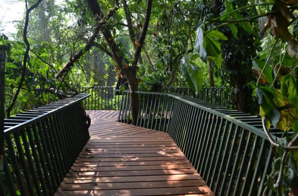 Menikmati Alam dan Kicauan Burung di Forest Walk