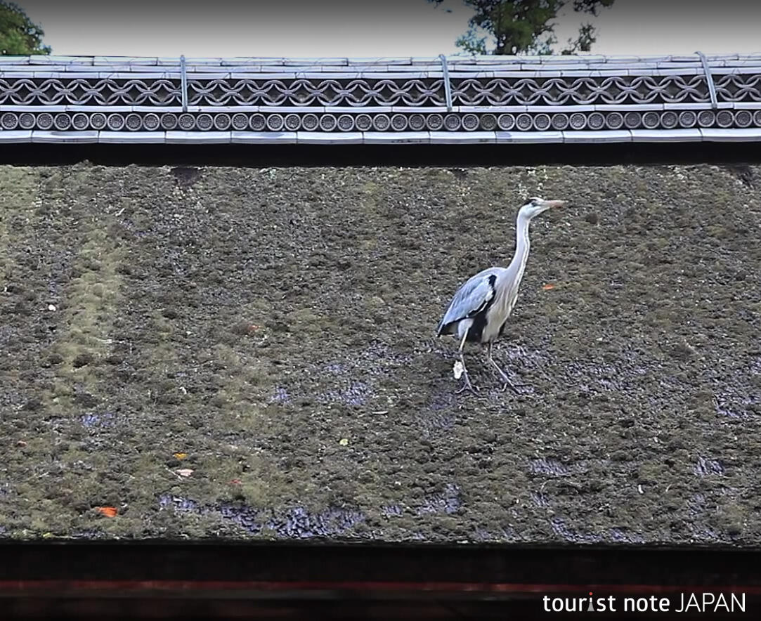 Musim Gugur di Kuil Kamigamo