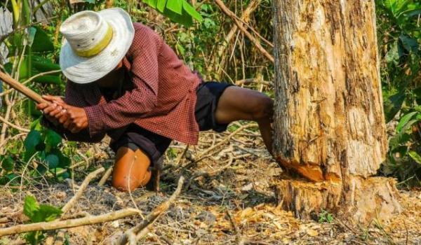 Beginilah Susahnya Bikin Kayu Bangunan Zaman Dulu