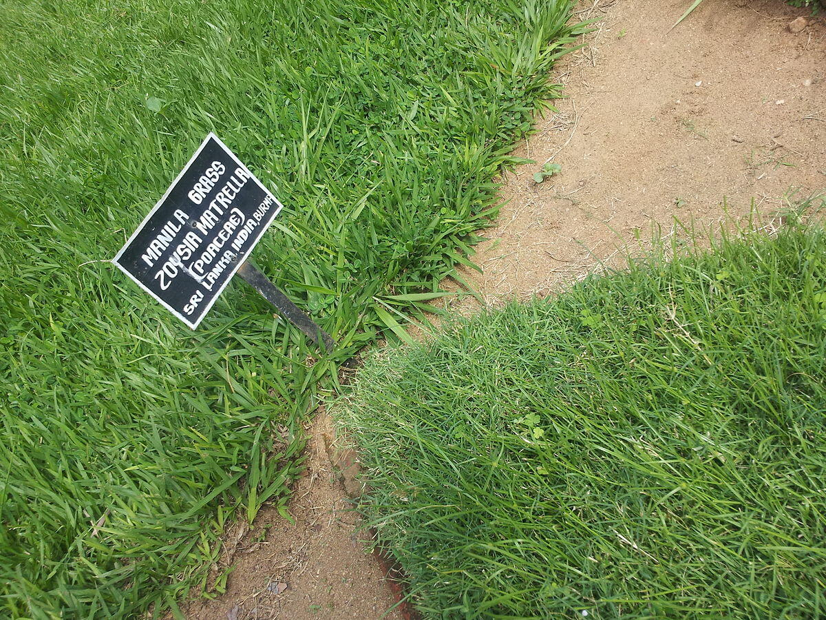 Tahukah Kamu, Ternyata Tidak Semua Jenis Rumput Bisa Digunakan di Lapangan Sepak Bola
