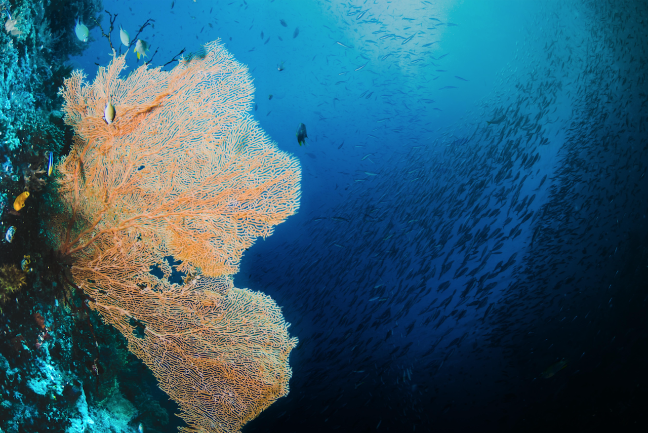 Berikut 5 Tempat Freediving Terbaik di Asia Tenggara