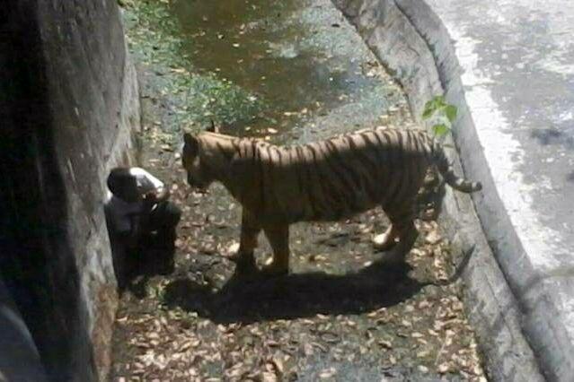 Pengunjung Kebun Binatang Tewas Dicabik Harimau Putih Hingga Tewas