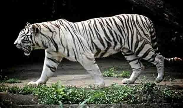 Pengunjung Kebun Binatang Tewas Dicabik Harimau Putih Hingga Tewas