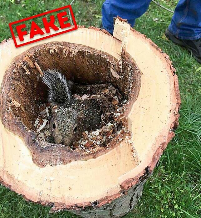 Pernah Jadi Viral di Dunia Maya, Siapa Sangka 5 Foto Ini Sebenarnya Hanya Hoax!