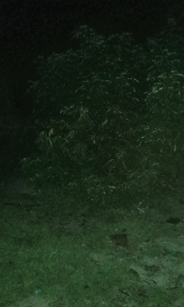 Mengungkap Pohon Pisang Itu Berhantu? &quot;Pemampakan Pic&quot; (DEWASA)