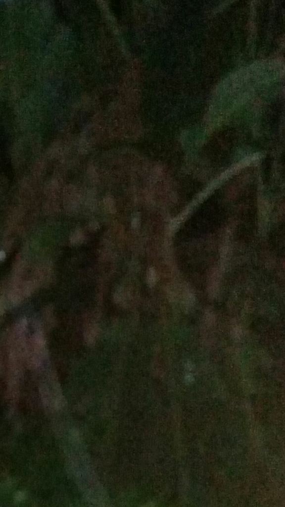 Mengungkap Pohon Pisang Itu Berhantu? &quot;Pemampakan Pic&quot; (DEWASA)