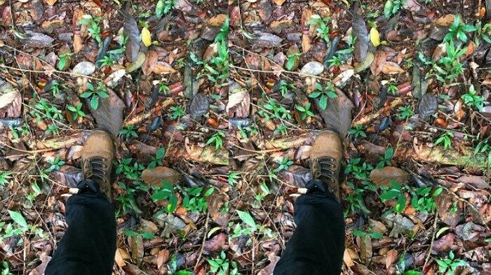 Ngaku Punya Mata Jeli? Coba Temukan Ular di Foto Ini, Banyak yang Coba Tapi Gagal