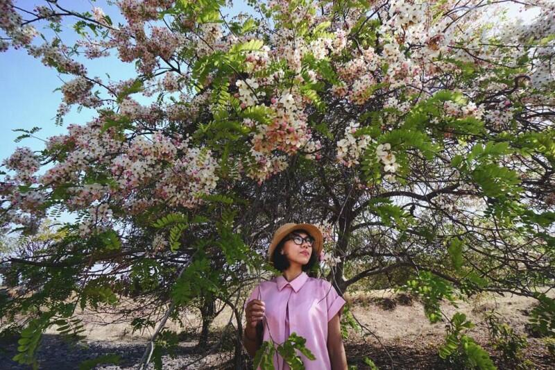 Ga Cuma Jepang, Indonesia Juga Punya Bunga Sakura
