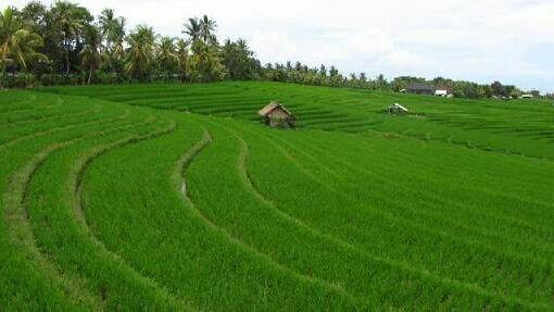 Ini Sukses Menurut Orang Lampung!