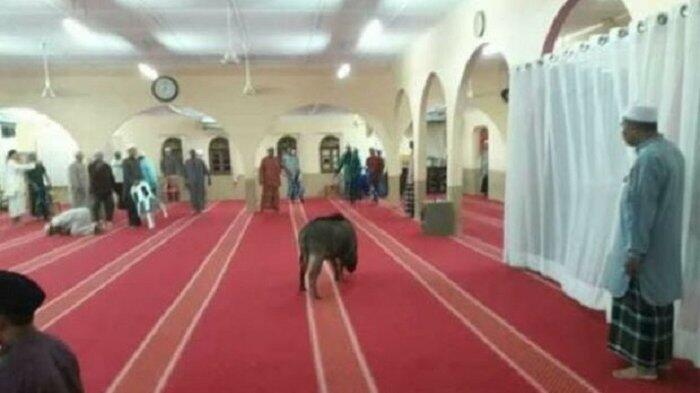 Seekor Babi Hutan Tiba-Tiba Masuk Ke Dalam Masjid, Satu Orang Jamaah Terluka.