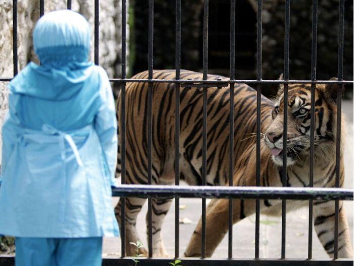 Kisah pembantaian seekor harimau langka di Sumatra Utara