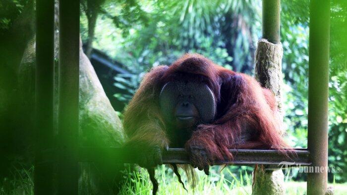Lempar Rokok ke Kandang Orangutan, Pria yang Viral di Medsos Itu Dilaporkan ke Polisi