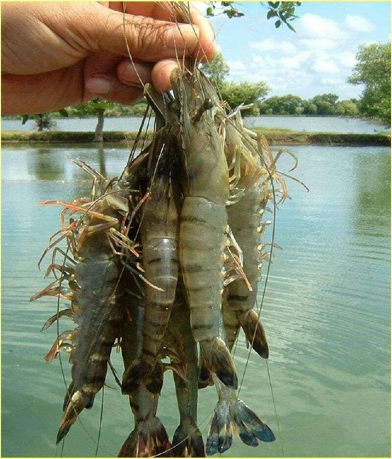 SUKSES ITU KALAU PUNYA TAMBAK UDANG, GUDANG GARAM dan HEKTARAN SAWAH