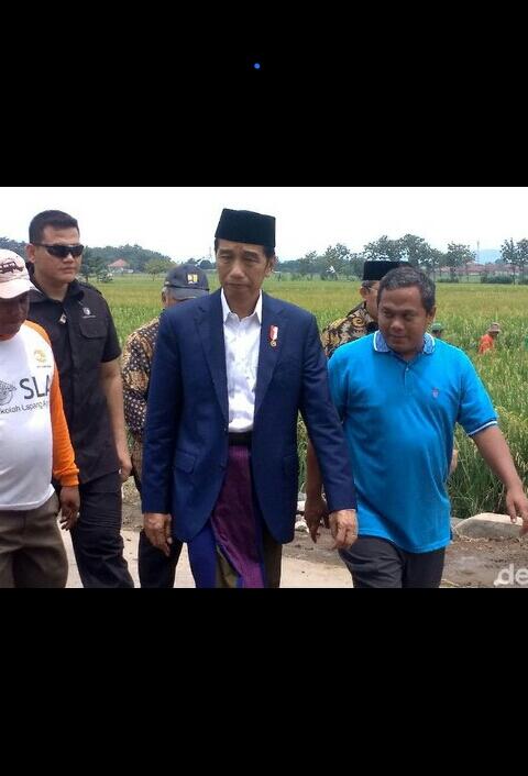 Bersarung dan Peci, Jokowi Keliling Sawah Cek Padat Karya Cash