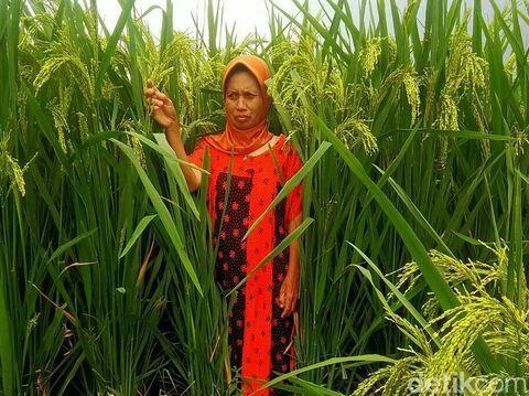 Cerita Petani Udin soal Padi 'Raksasa' yang Ditanamnya

