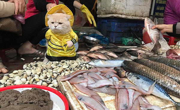 Kenalin, Inilah Cho, Kucing Imut Penjual Ikan!!