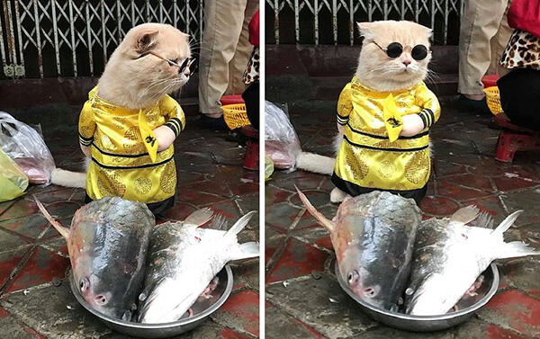 Kenalin, Inilah Cho, Kucing Imut Penjual Ikan!!