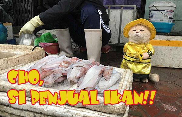 Kenalin, Inilah Cho, Kucing Imut Penjual Ikan!!