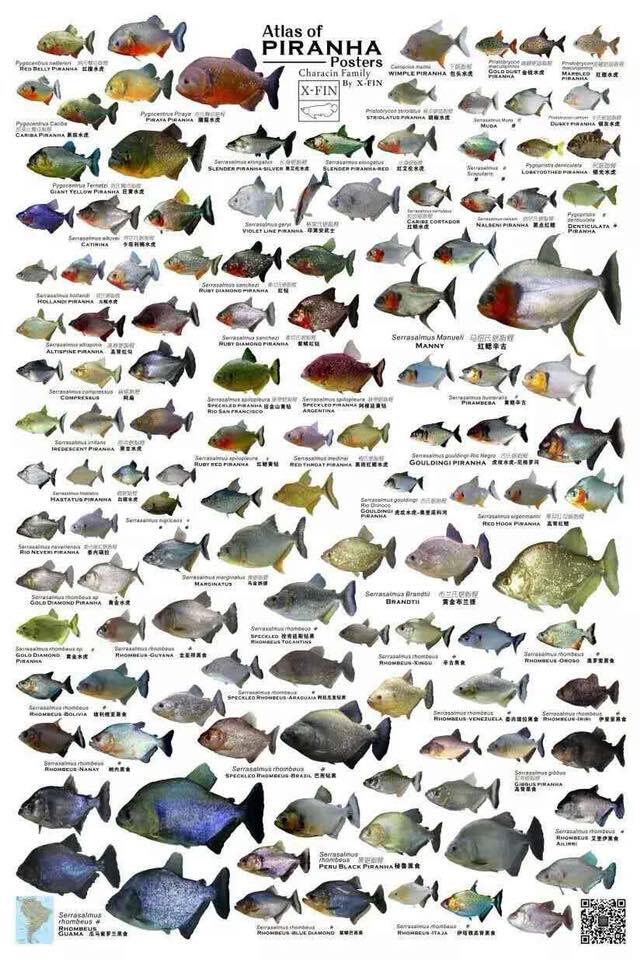 Benarkah Ikan Piranha Memangsa Manusia? dan Ada Lebih dari 100 Jenis Ikan  Piranha! - Page 4 | KASKUS
