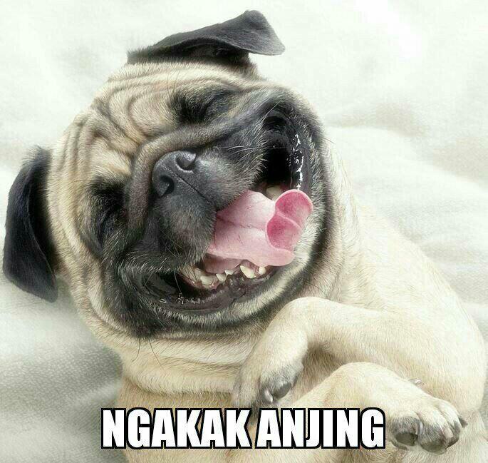 Meme Anjing yang Sedang Marak di Media Sosial