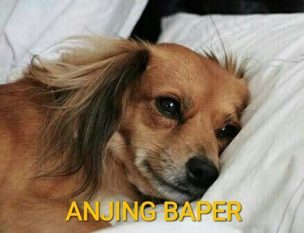 Meme Anjing yang Sedang Marak di Media Sosial