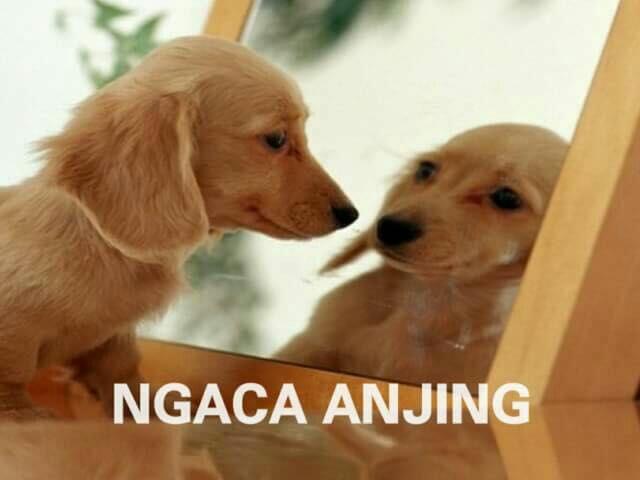 Meme Anjing yang Sedang Marak di Media Sosial