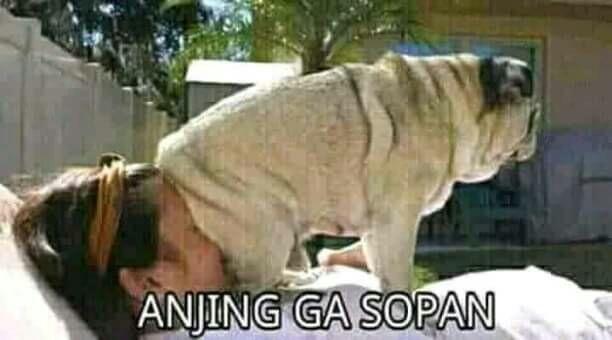 Meme Anjing yang Sedang Marak di Media Sosial