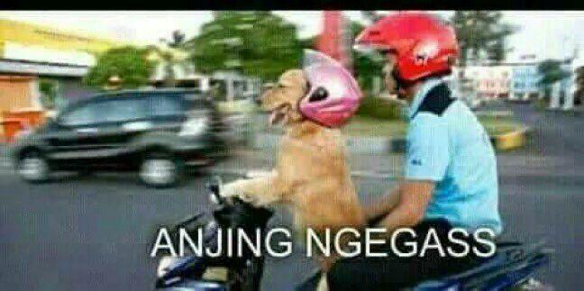 Meme Anjing yang Sedang Marak di Media Sosial