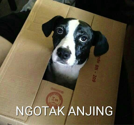 Meme Anjing yang Sedang Marak di Media Sosial