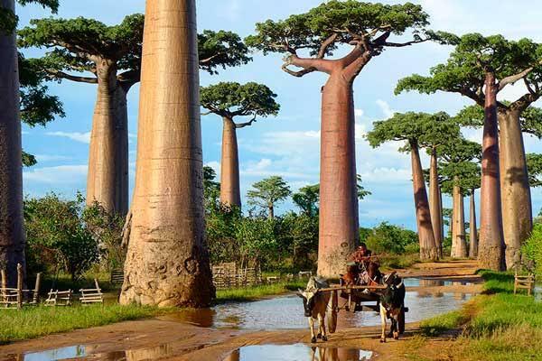 Pohon Afrika, Yang Berumur Panjang