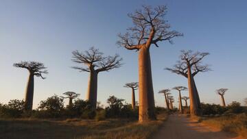 Pohon Afrika, Yang Berumur Panjang