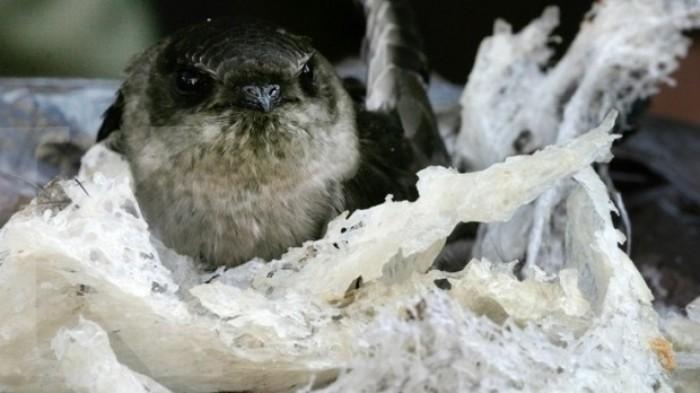 Modal Foto Sarang Burung, Fj Raup Rp 107 juta dari Pengusaha Sidoarjo