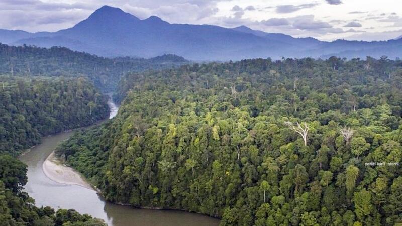 Jika Amazon Paru-Paru Dunia, Leuser itu Jantungnya