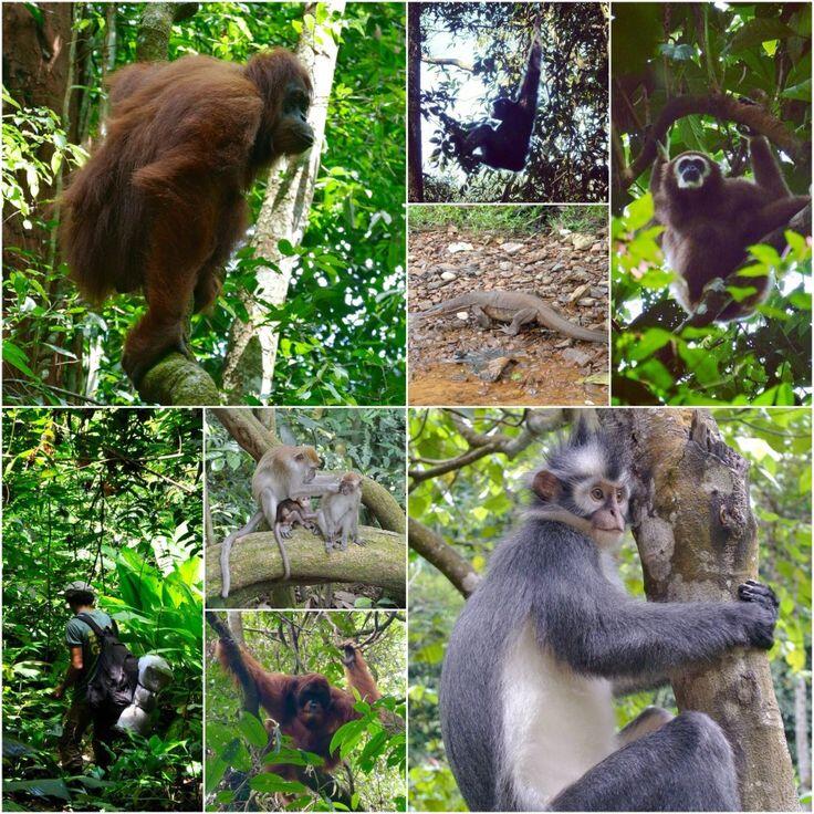 Jika Amazon Paru-Paru Dunia, Leuser itu Jantungnya