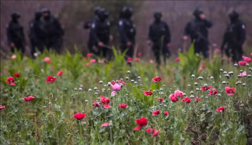 Sudah tahu bunga Poppy? Salah satu bahan pembuat Opium