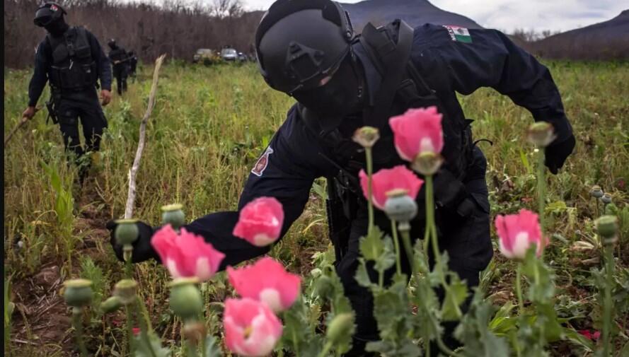 Sudah tahu bunga Poppy? Salah satu bahan pembuat Opium