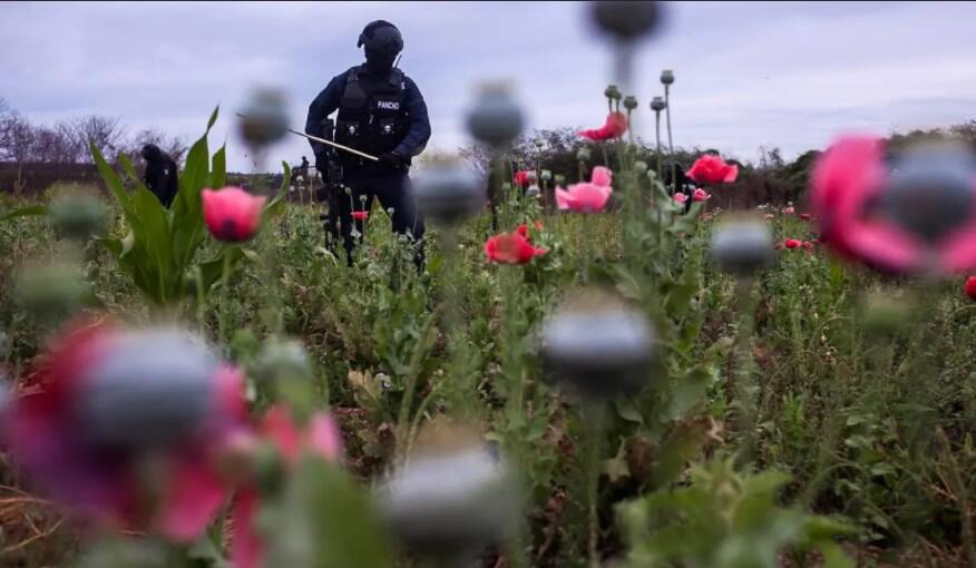 Sudah tahu bunga Poppy? Salah satu bahan pembuat Opium