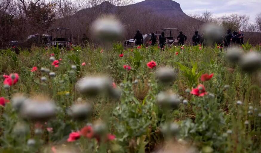 Sudah tahu bunga Poppy? Salah satu bahan pembuat Opium