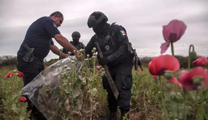 Sudah tahu bunga Poppy? Salah satu bahan pembuat Opium