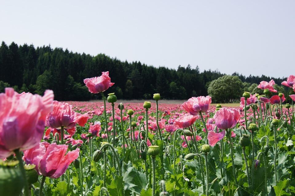 Sudah tahu bunga Poppy? Salah satu bahan pembuat Opium