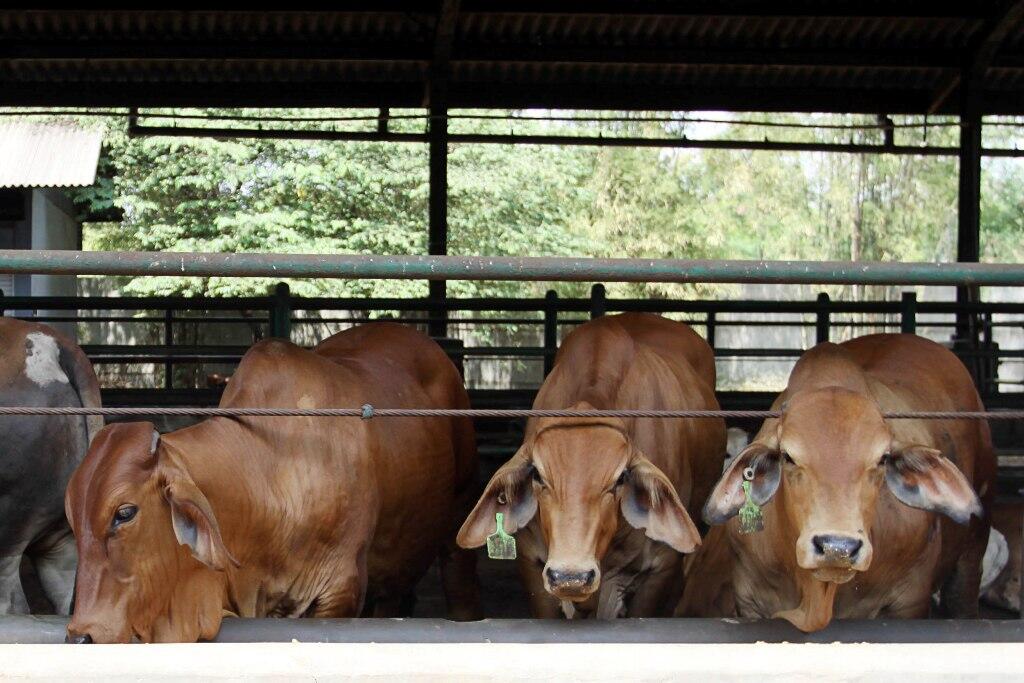 PD Dharma Jaya Ditagih Utang Sehari 3 Kali