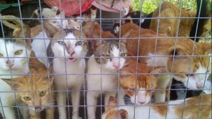 Luput dari Perhatian, Daging Kucing Turut Diperjualbelikan di Vietnam