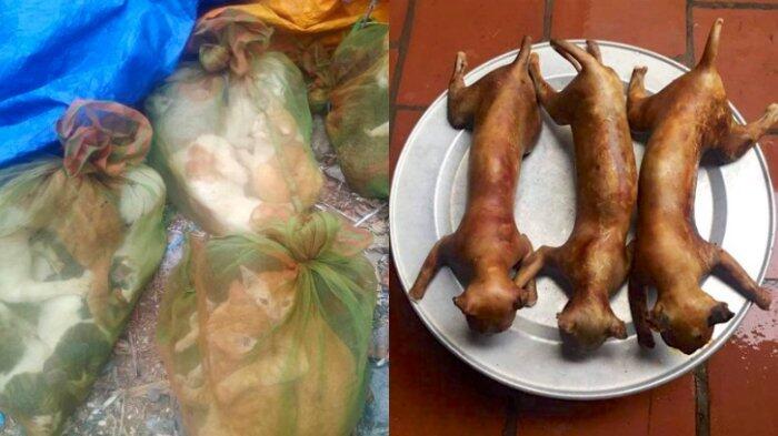 Dipercaya Menangkal Nasib Buruk, Daging Kucing Dijadikan Makanan di Vietnam