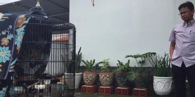 Ditawar Jokowi hingga 600 juta, warga Brebes ini tak mau lepas burung kicaunya
