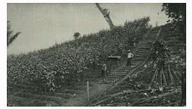 Sejarah Perkebunan Tembakau Sumatera Timur (1865 - 1891)