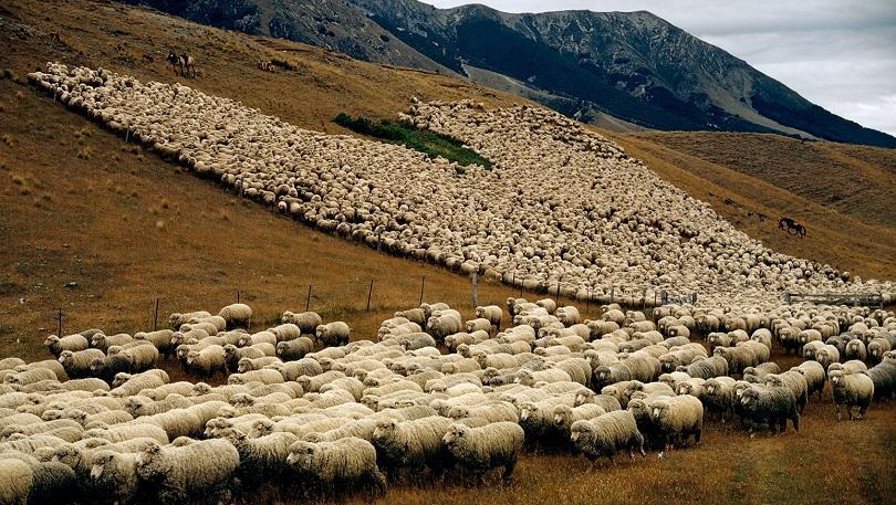 Bersiaplah! Wisatawan Muslim Makin Dimanjakan oleh New Zealand